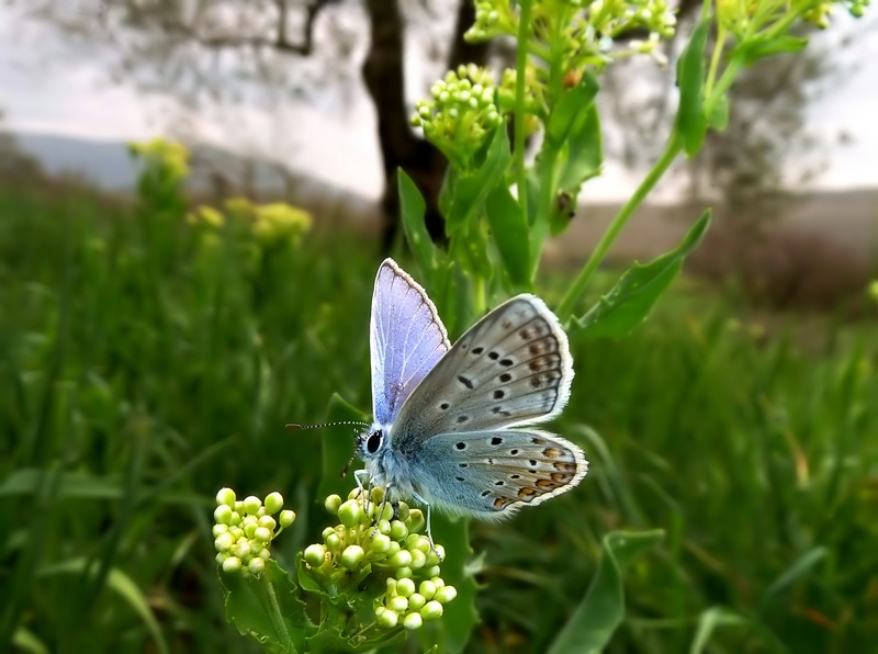 farfalle e uliveti